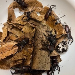 カブトムシ、クワガタ