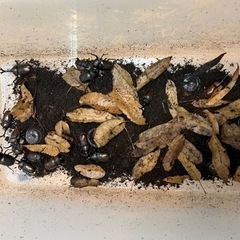 カブトムシ、クワガタ