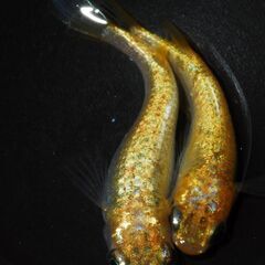 値下げ取引中　　サンシャインメダカ若魚　ワンペア
