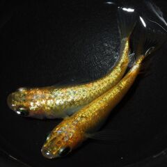 サンシャイン　めだか　有精卵20粒の画像