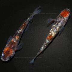 月華めだか　選別漏れ2ペア＋1