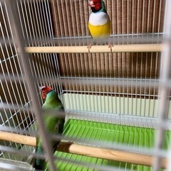 コキンチョウ、文鳥など飼育ケージの画像