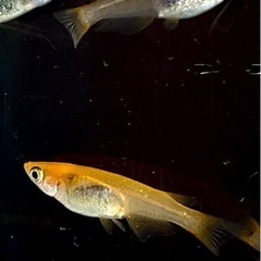🌟お譲り先決定❗️五式タイプＲ稚魚　10匹✨（1㎝〜1.5㎝）　の画像