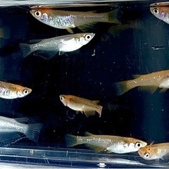 🌟お譲り先決定❗️五式タイプＲ稚魚　10匹✨（1㎝〜1.5㎝）　