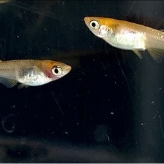 🌟お譲り先決定❗️五式タイプＲ稚魚　10匹✨（1㎝〜1.5㎝）　の画像