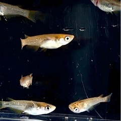 🌟お譲り先決定❗️五式タイプＲ稚魚　10匹✨（1㎝〜1.5㎝）　の画像