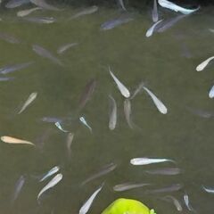 ミックスメダカ200匹