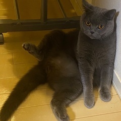 ブリティッシュショートヘア♂　推定3〜4歳