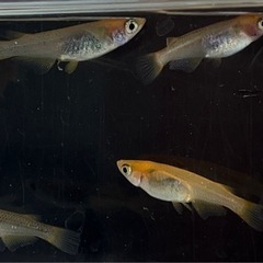 🌟お譲り先決定❗️五式タイプＲ稚魚　10匹✨（1㎝〜1.5㎝）　の画像
