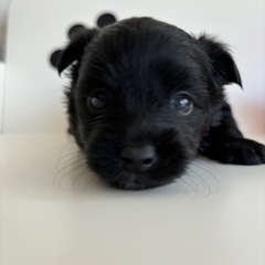 ミックス犬