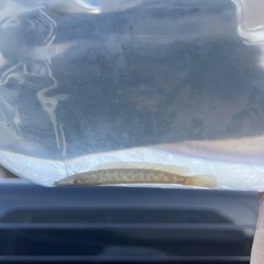 ライギョ　10〜15センチ前後　雷魚　