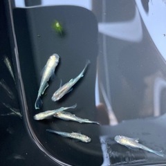 メダカ　マリアージュ　稚魚　10匹