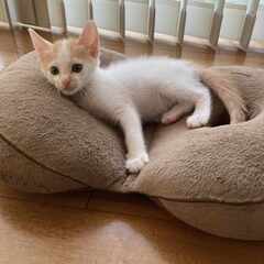 in江南市☆子猫たくさん！保護猫をオウチに迎えよう☆2024年7...