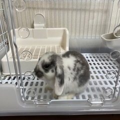 里親募集　うさぎ　3才