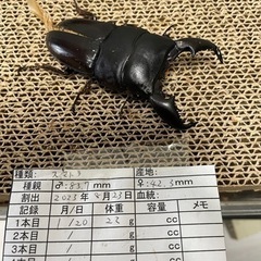 スマトラオオヒラタクワガタの中古が安い！激安で譲ります・無料