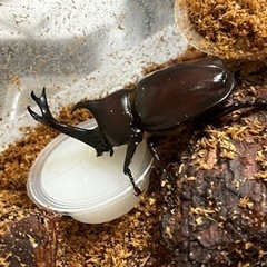 かぶとむしの幼虫1〜20頭