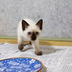 ☆★生後２ヶ月子猫雄★☆里親様決定いたしました！
