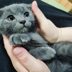 【里親決定】ブリティッシュショートヘア子猫♂