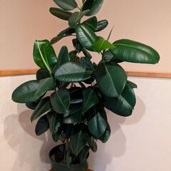 観葉植物(インドゴムノキ)