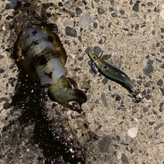 釣り仲間募集🐟 - 北九州市