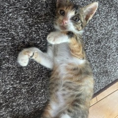 三毛猫の女の子🐱