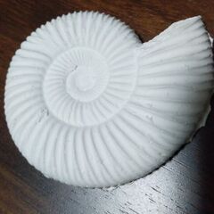 値下げ！アンモナイトの化石のレプリカ