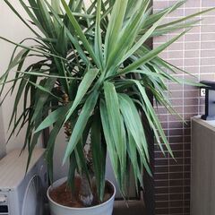 観葉植物ユッカ　青年の木①　3500円