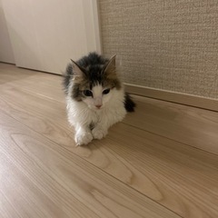 ノルウェージャンフォレストキャット