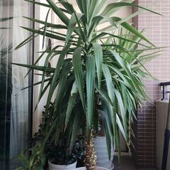 観葉植物ユッカ　青年の木②　4500円
