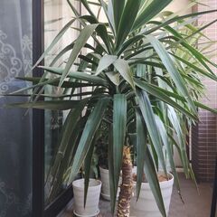 観葉植物ユッカ　青年の木③　3000円
