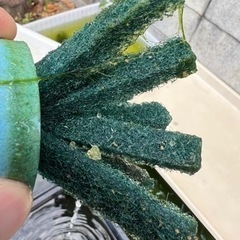 メダカ 朱赤尾長楊貴妃めだかの卵
