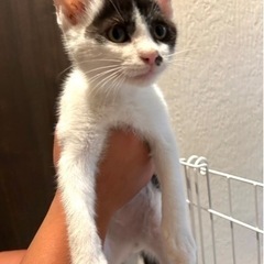 ※急募　子猫　ゲージもお渡しします！