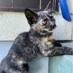 【里親さん見つかりました。ありがとうございました。】 - 猫