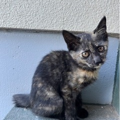 【里親さん見つかりました。ありがとうございました。】 − 広島県