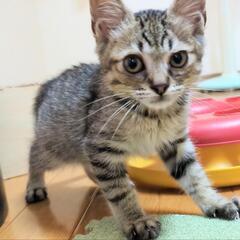 里親さまきまりました♡小さくて優しくてかわいい1ヶ月半位の男の子♡