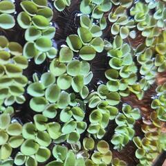 サルビニアククラータ 無農薬☘️