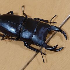 国産オオクワガタ　ペア（♂64ｍｍ　♀48ｍｍ）阿古谷産【安心決...
