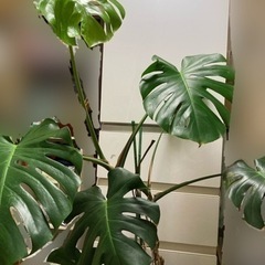 モンステラ