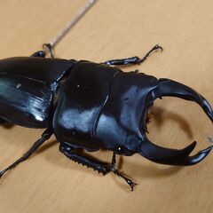 国産オオクワガタ　ペア（♂68ｍｍ　♀48.5ｍｍ）阿古谷産【安...