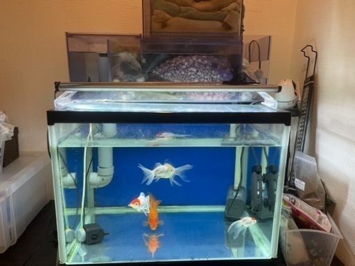 水槽60×60 60cm 2槽式 上部フィルターぷぅ工房