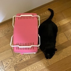 お話中⭐︎犬、猫　ペットキャリーの画像