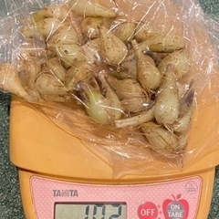 沖縄県産島らっきょう漬物用100g