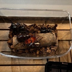 カブトムシ♂お譲りします。