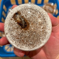 国産オオクワガタ（能勢YG血統） 初令〜2令幼虫ペア の画像