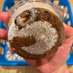 国産オオクワガタ（能勢YG血統） 初令〜2令幼虫ペア の画像