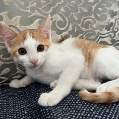【決まりました】子猫の里親様募集