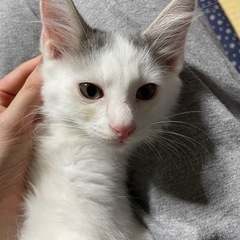 決まりました🎶 - 猫