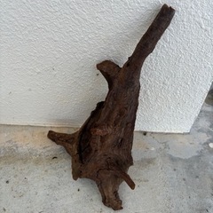 爬虫類