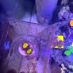 マメスナ　サニー　デライトの画像
