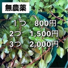 水草MIXポット⑨